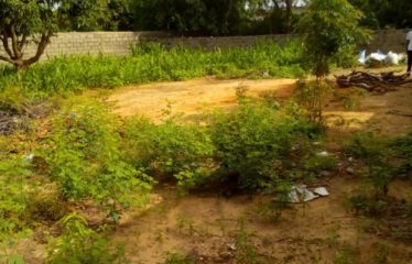 NGAPAROU : Terrain à vendre de 1000 m2 clôturé