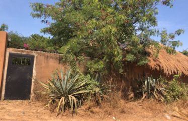 NGAPAROU : Terrain clôturé avec arbres fruitiers à vendre