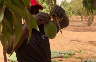 MBORO : Terrain Agro-industriel à vendre