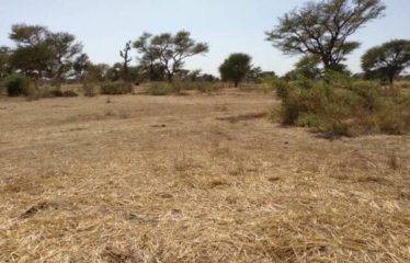 NOTTO DIOBASS : Terrain de 1,24 hectare à vendre
