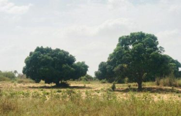 PIRE : Verger Fruitier 1,53 hectare à vendre