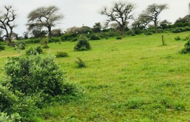 TASSETTE : Terrain de 2,07 hectares à vendre