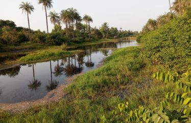 KAFOUNTINE : Verger de 1,5 hectare à vendre