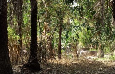 KAFOUNTINE : Verger de 1,5 hectare à vendre